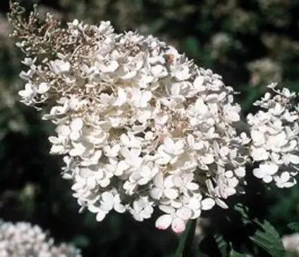 Hydrangea, Pee Gee