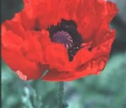 Poppy, Oriental Allegro