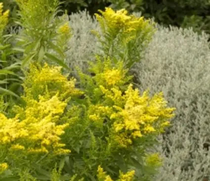 Goldenrod, Little Lemon