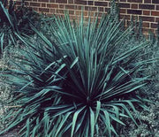 Yucca, Adam's Needle