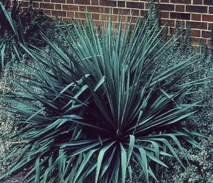 Yucca, Adam's Needle