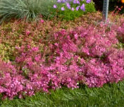 Sedum, Red Carpet