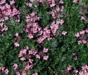 Thyme, Pink Chintz