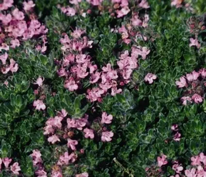 Thyme, Pink Chintz