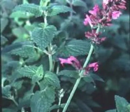 Agastache, Giant Hummingbird