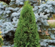 Arborvitae, Rushmore