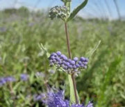 Spirea, First Choice