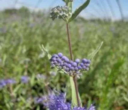 Spirea, First Choice