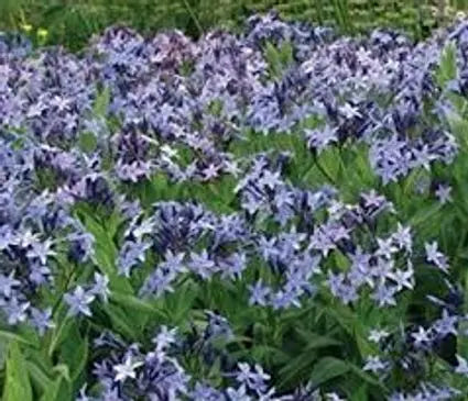 Amsonia, Blue Ice (Blue Star Flower)