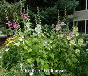 Hollyhock, Single Mix
