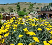 Yarrow, Moonshine