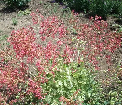Coral Bells, Snow Angel