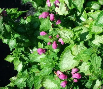 Deadnettle, Spotted Purple Dragon