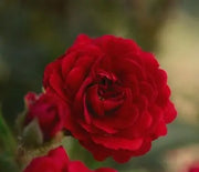 Rose, Paint the Town