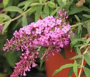 Butterfly Bush, Flutterby® Pink