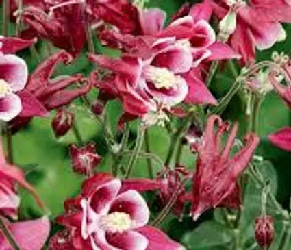 Columbine, Winky Red & White