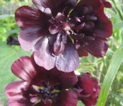 Hollyhock, Watchman