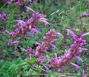 Agastache, New Mexican (Neomexicana)