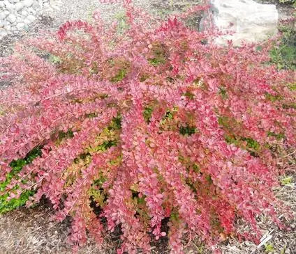 Barberry, Red Carpet