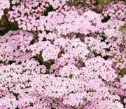 Yarrow, Apple Blossom
