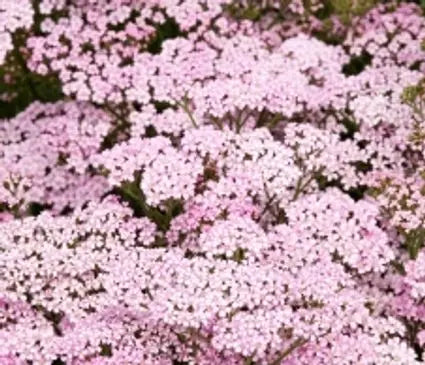 Yarrow, Apple Blossom