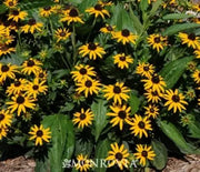 Black Eyed Susan, Little Goldstar