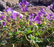 Geranium, Cranesbill Max Frei