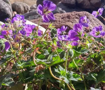 Geranium, Cranesbill Max Frei
