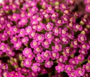 Yarrow  Oertel's Rose