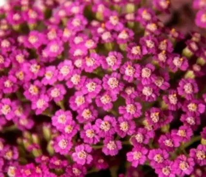 Yarrow  Oertel's Rose