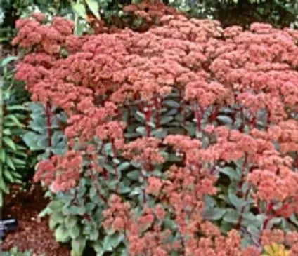 Sedum, Matrona