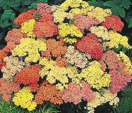 Yarrow, Summer Pastels