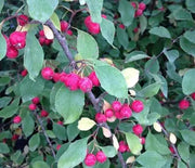 Cotoneaster, Sungari Rockspray