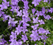 Bellflower, Birch Hybrid
