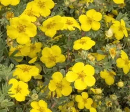 Potentilla  Gold Star