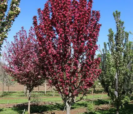 Crabapple, Raspberry Spear