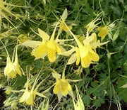 Columbine, Denver Gold