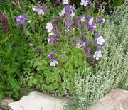 Columbine, Remembrance