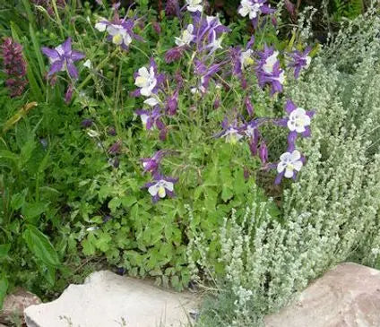 Columbine, Remembrance