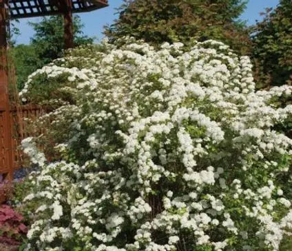 Spirea, Firegold