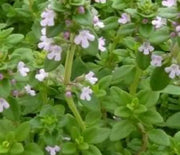 Thyme, Lemon