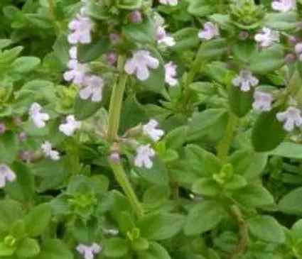 Thyme, Lemon