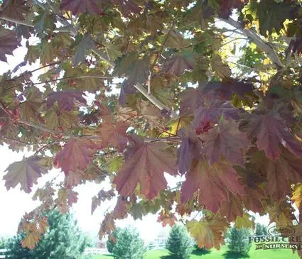 Maple, Deborah