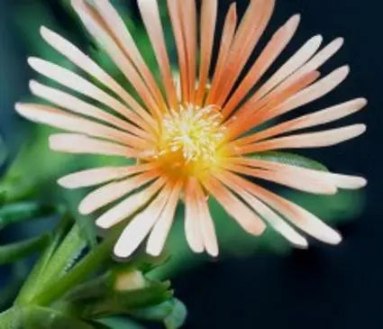 Ice Plant, Alan's Apricot