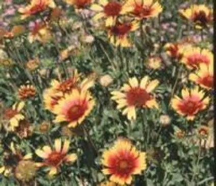Blanket Flower, Native