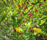 Barberry, Emerald Carousel