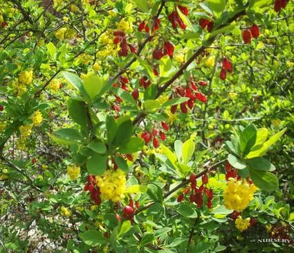 Barberry, Emerald Carousel