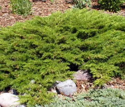 Juniper, Calgary Carpet