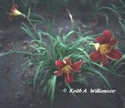 Daylily, Red Magic