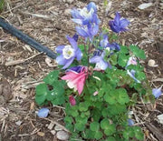Columbine, Cameo Mix
